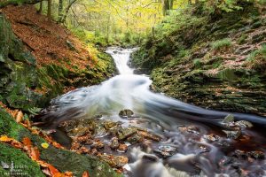 Member's Evening @ Zoom