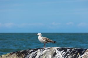 Member's Evening @ Zoom