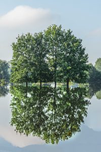 Member's Evening @ Zoom