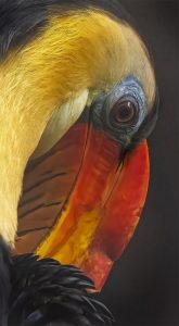 Competition 2 "Open" CD 17/11/25 Print and PDI @ Frodsham Community Centre