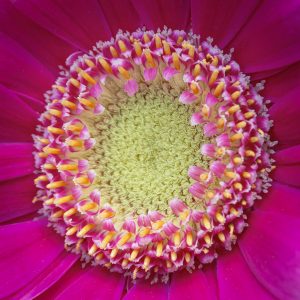 Competition 2 "Open" CD 17/11/25 Print and PDI @ Frodsham Community Centre