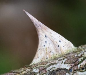 Competition 2 "Open" CD 17/11/25 Print and PDI @ Frodsham Community Centre