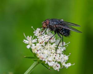 Competition 2 "Open" CD 17/11/25 Print and PDI @ Frodsham Community Centre