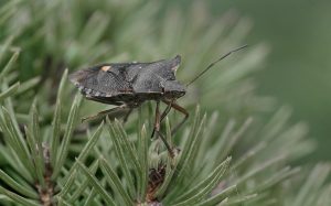 Competition 2 "Open" CD 17/11/25 Print and PDI @ Frodsham Community Centre