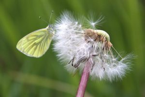 Competition 2 "Open" CD 17/11/25 Print and PDI @ Frodsham Community Centre