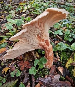 Competition 2 "Open" CD 17/11/25 Print and PDI @ Frodsham Community Centre