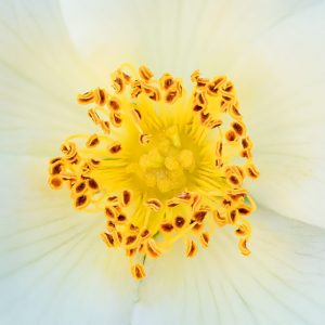 Competition 2 "Open" CD 17/11/25 Print and PDI @ Frodsham Community Centre