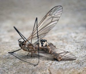 Competition 2 "Open" CD 17/11/25 Print and PDI @ Frodsham Community Centre