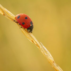 Competition 2 "Open" CD 17/11/25 Print and PDI @ Frodsham Community Centre