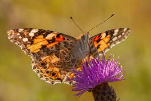 Competition 2 "Open" CD 17/11/25 Print and PDI @ Frodsham Community Centre