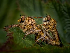 Competition 2 "Open" CD 17/11/25 Print and PDI @ Frodsham Community Centre