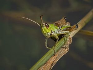 Competition 2 "Open" CD 17/11/25 Print and PDI @ Frodsham Community Centre