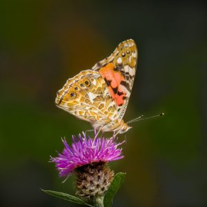 Competition 2 "Open" CD 17/11/25 Print and PDI @ Frodsham Community Centre