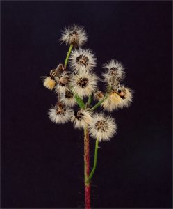 Navigating your Inner Voice in Photography by Frances Marshall @ Zoom