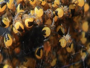 Navigating your Inner Voice in Photography by Frances Marshall @ Zoom