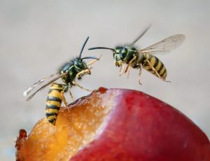 Competition 2 "Open" CD 17/11/25 Print and PDI @ Frodsham Community Centre