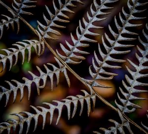 Sports Photography with Michael Berkeley @ Zoom