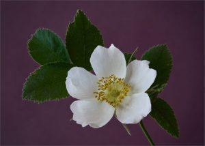 Navigating your Inner Voice in Photography by Frances Marshall @ Zoom