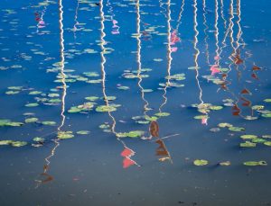 Sports Photography with Michael Berkeley @ Zoom