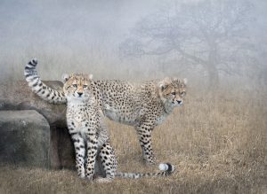 Sports Photography with Michael Berkeley @ Zoom