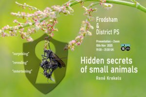 Hidden Secrets of Small Animals with René Krekels @ Zoom