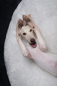 Dogsonality - how to portray your dog's life with Elke Vogelsang @ Zoom