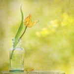 Tulip in a Vase - Lynda Haney