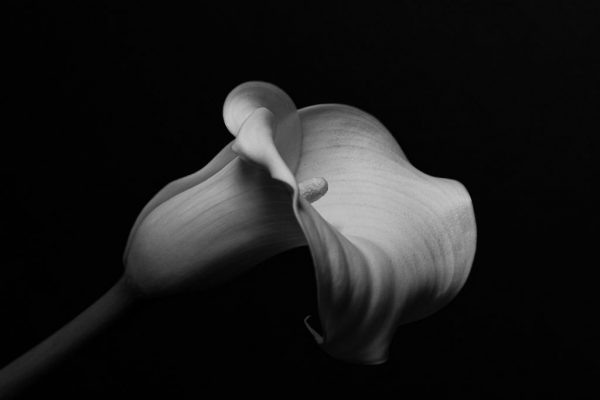 David Sutton - Highly Commended