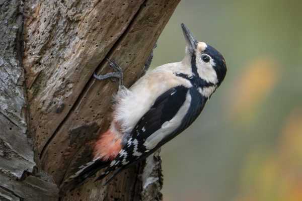 Maggie Bullock - Highly Commended