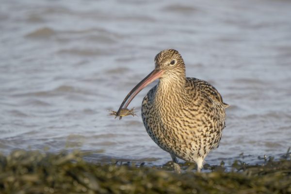 Maggie Bullock - Highly Commended