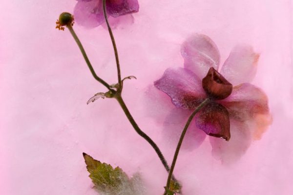 Ann Gardiner - Very Highly Commended