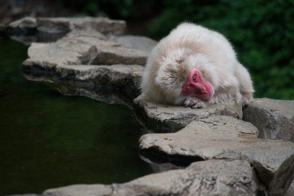 Leo Kidds - Highly Commended