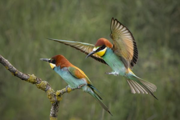 Maggie Bullock - Highly Commended