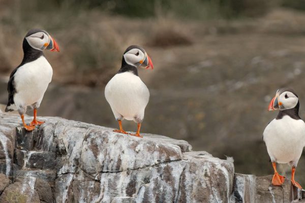 Vince Scriven - Highly Commended