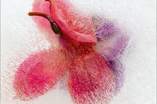 Marie Aldridge - Highly Commended