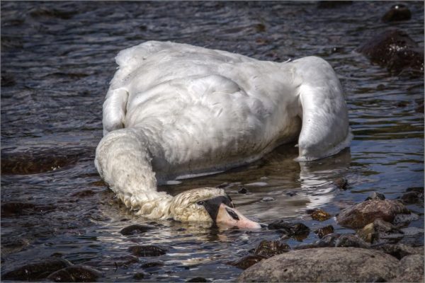 Peter Edwards - Very Highly Commended