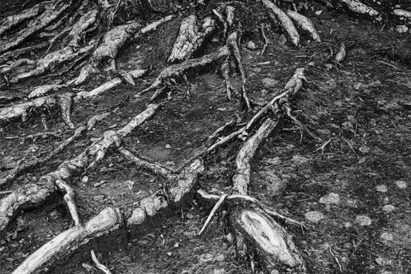 Andrew Cannell - Highly Commended