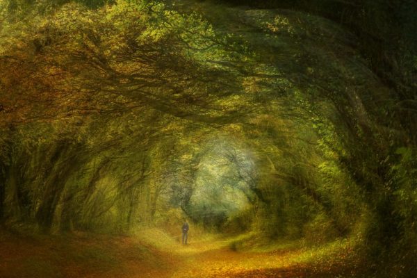 Nicky Higgens - Very Highly Commended