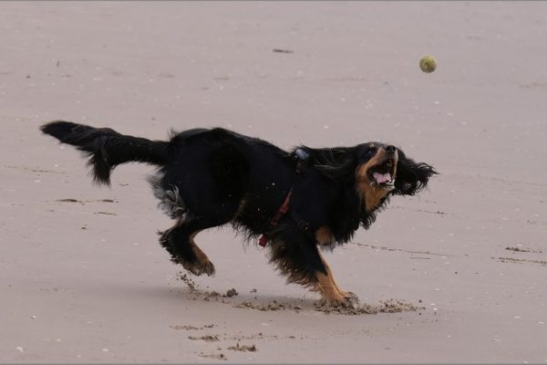 Peter Edwards - Highly Commended