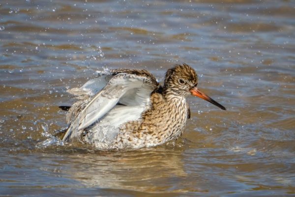 Maggie Bullock - Commended