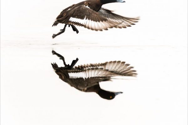 Paul Bullock - Commended