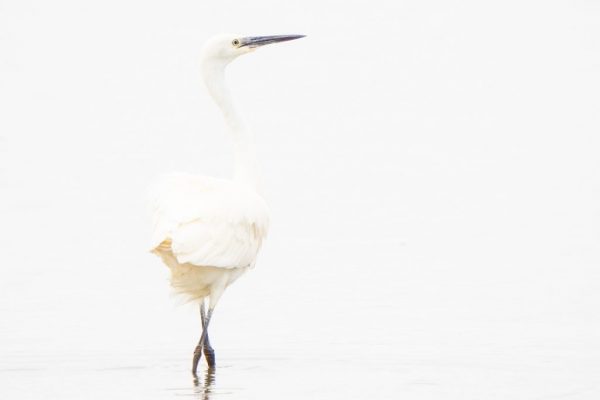 Maggie Bullock - Highly Commended