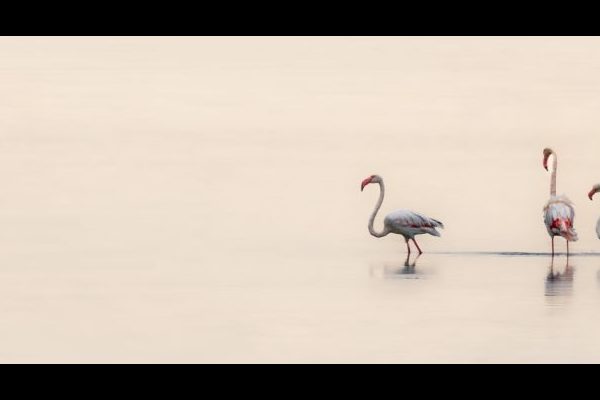 Delena Harris - Highly Commended