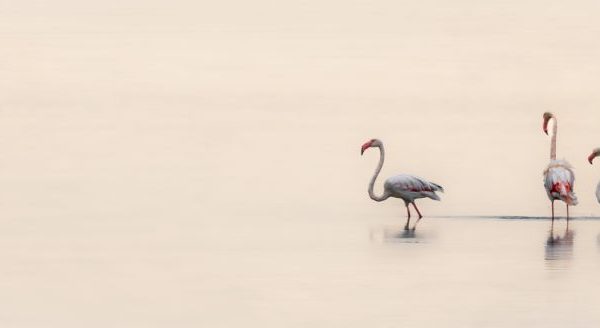 Delena Harris - Highly Commended