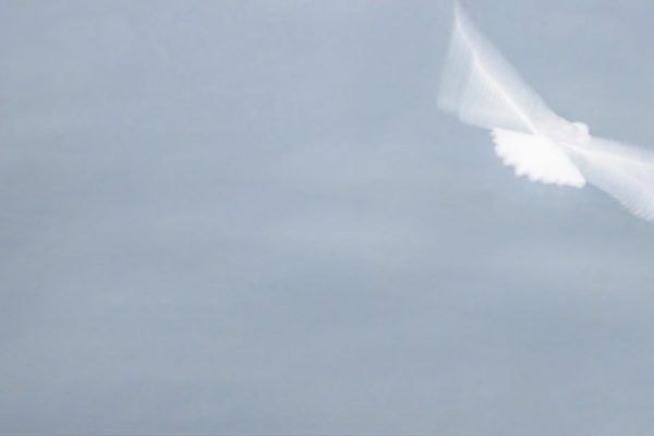 Marie Aldridge - Very Highly Commended