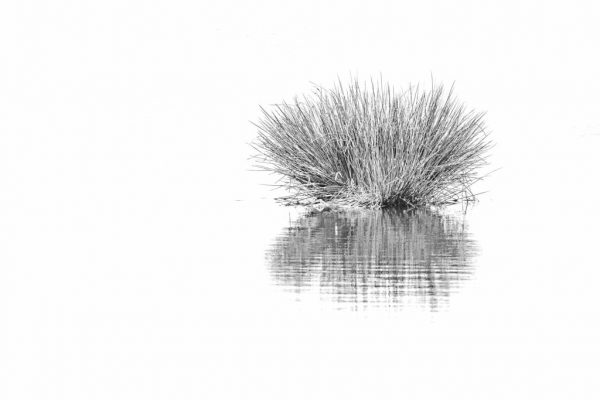 Paul Bullock - Very Highly Commended