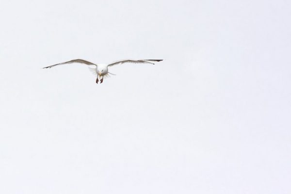 Marie Aldridge - Commended