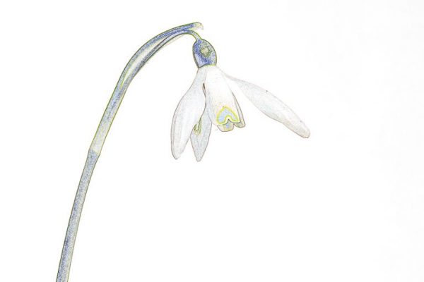 Brian Lunt - Highly Commended