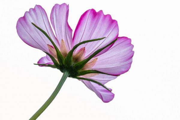 Miriam Manners - Highly Commended