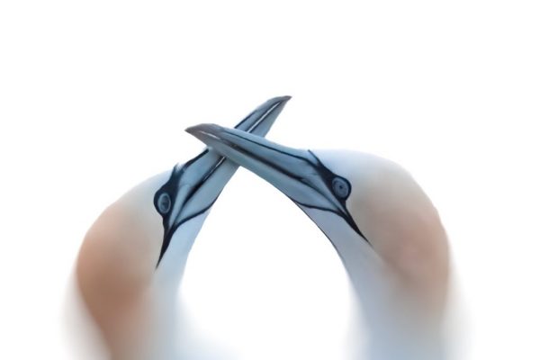 Miriam Manners - Highly Commended